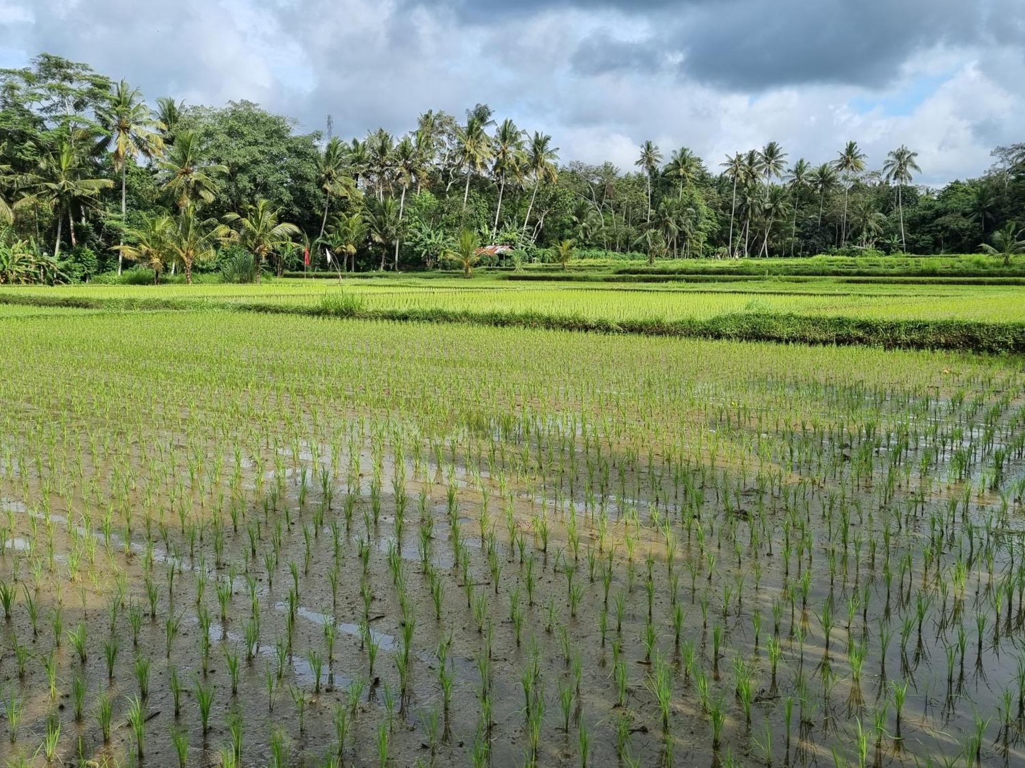 New 4 Bedroom Villa Surrounded By Jungle And Ricefields 乌布 外观 照片